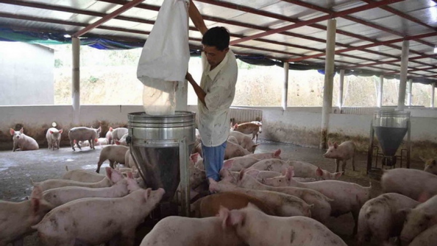Giá lợn giống khoảng 4 kg có giá gần 2 triệu đồng, nông dân khó tái đàn